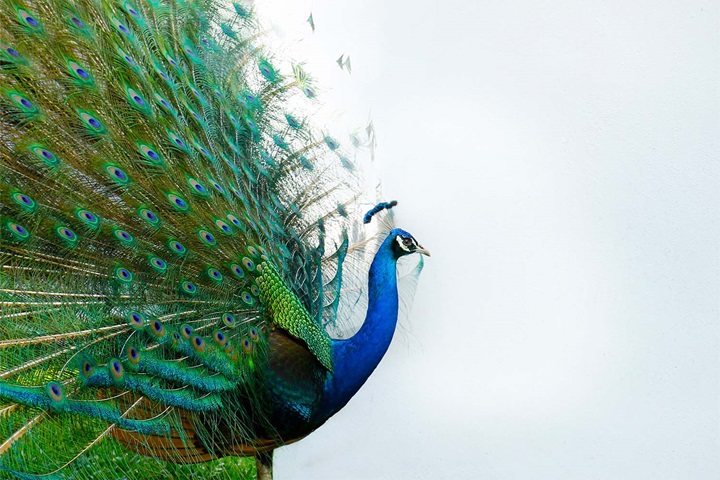 Marketing Effectivness Playbook - Peacock