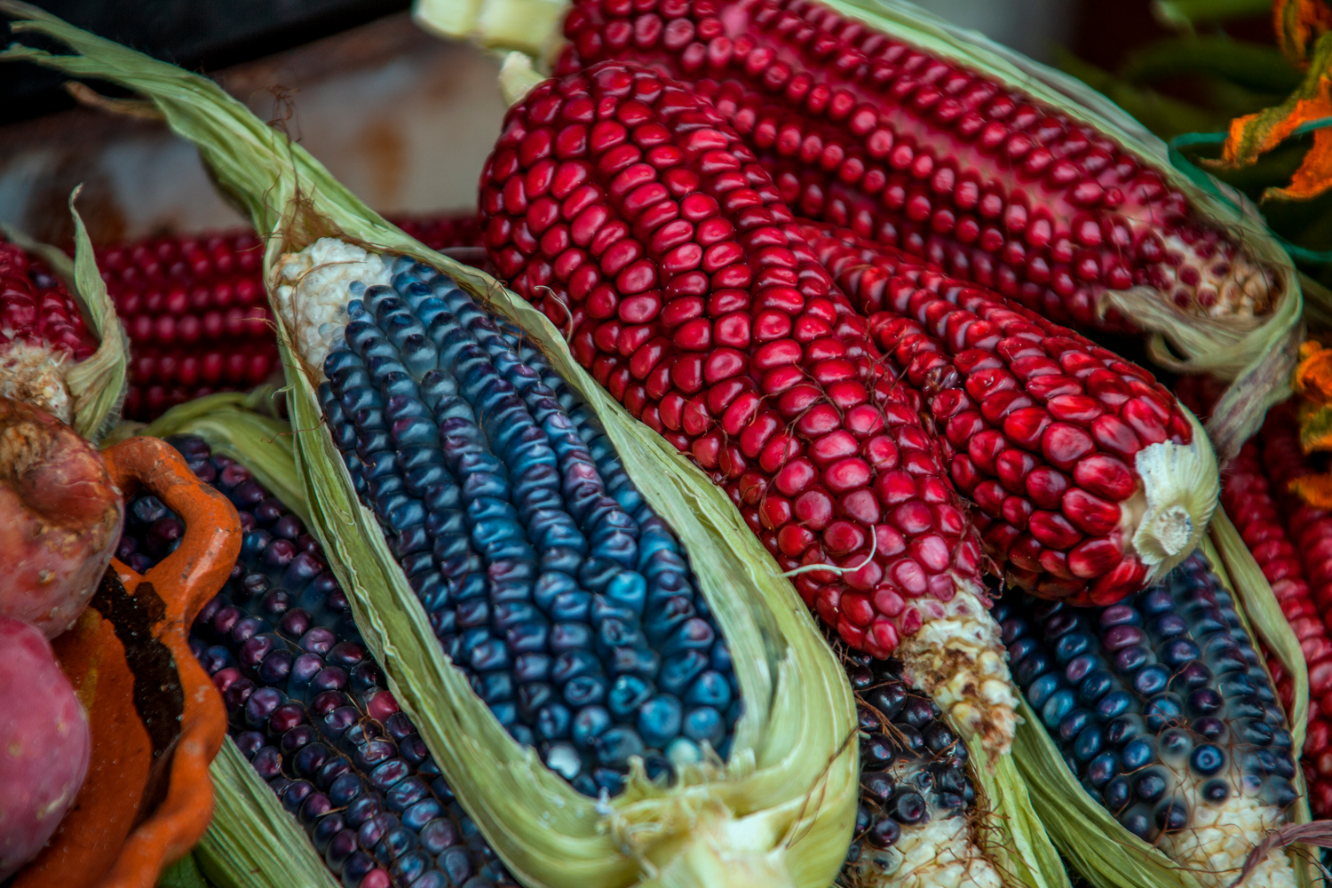El maíz protagonista en las fiestas patrias